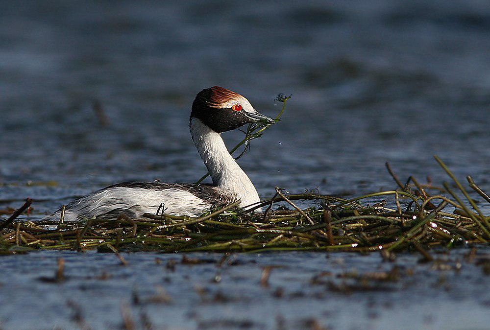 阿根廷䴙䴘 / Hooded Grebe / Podiceps gallardoi