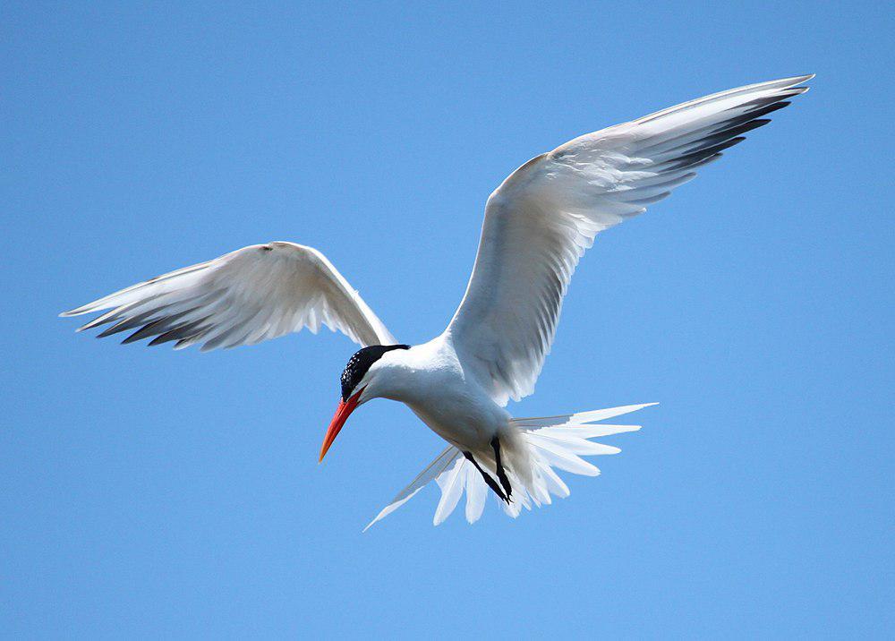 丽色凤头燕鸥 / Elegant Tern / Thalasseus elegans