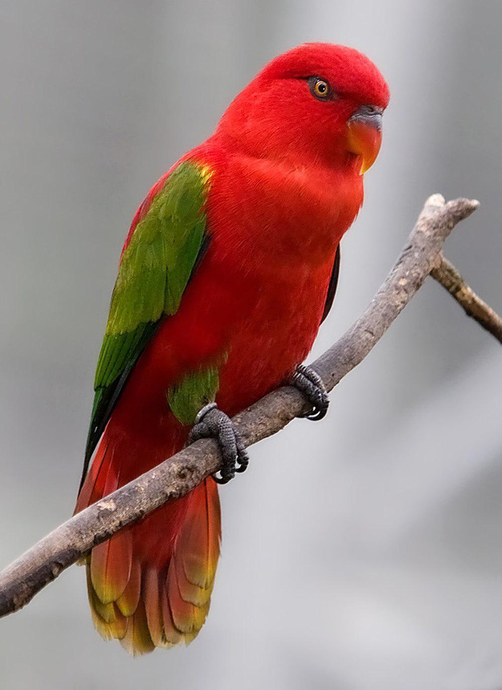 噪鹦鹉 / Chattering Lory / Lorius garrulus