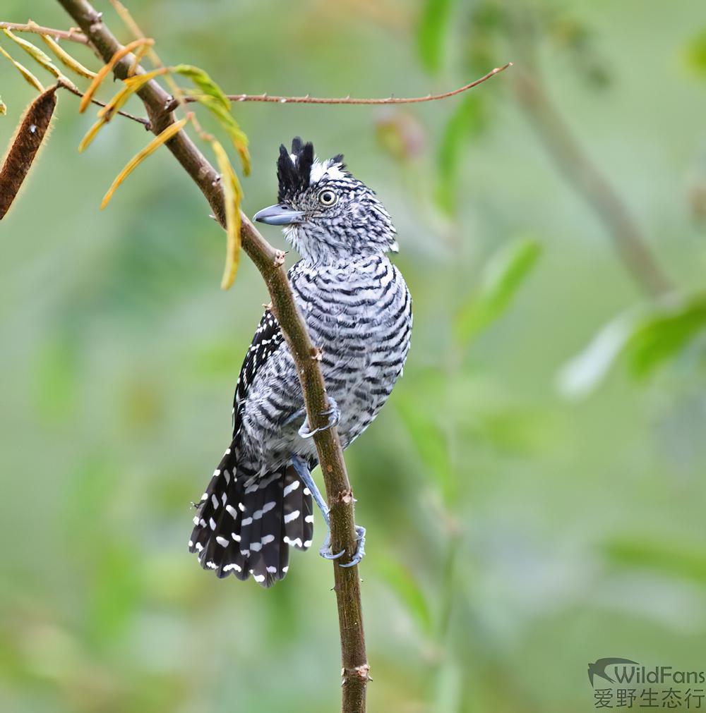 横斑蚁鵙 / Barred Antshrike / Thamnophilus doliatus