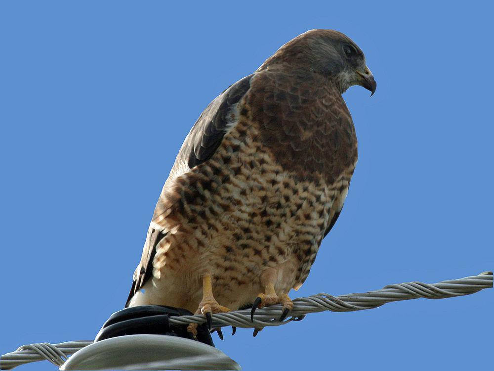 斯氏鵟 / Swainson\'s Hawk / Buteo swainsoni