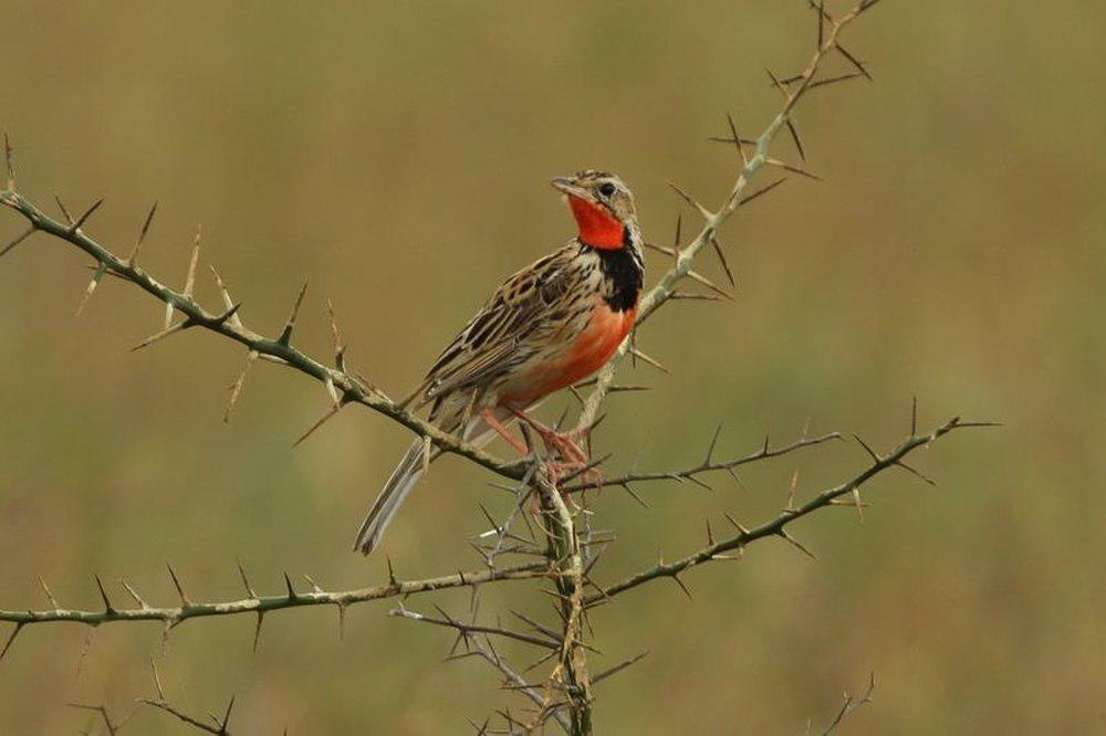 红胸长爪鹡鸰 / Rosy-throated Longclaw / Macronyx ameliae