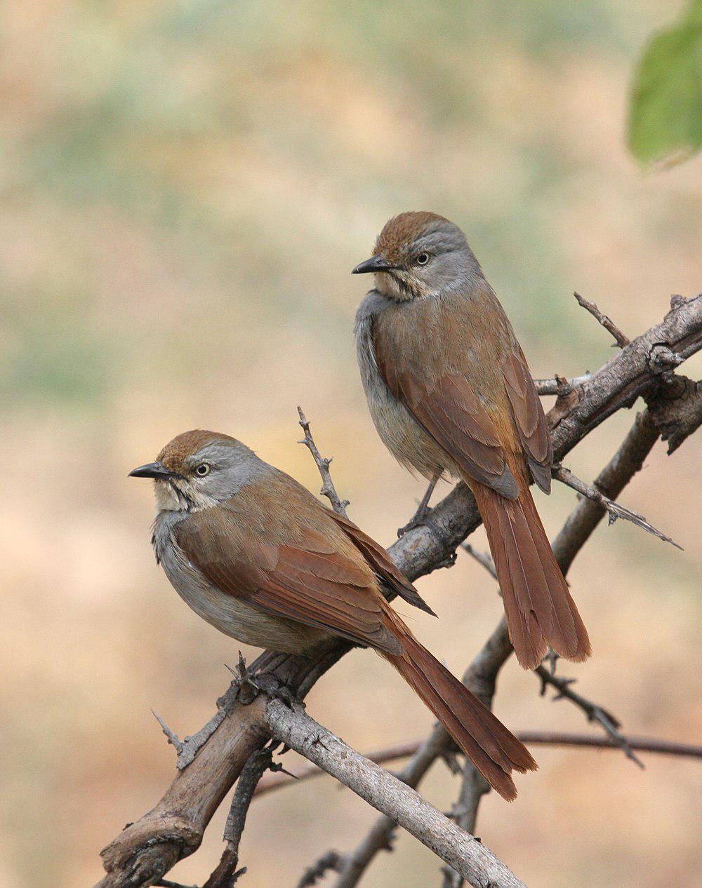 晨鸫 / Collared Palm Thrush / Cichladusa arquata