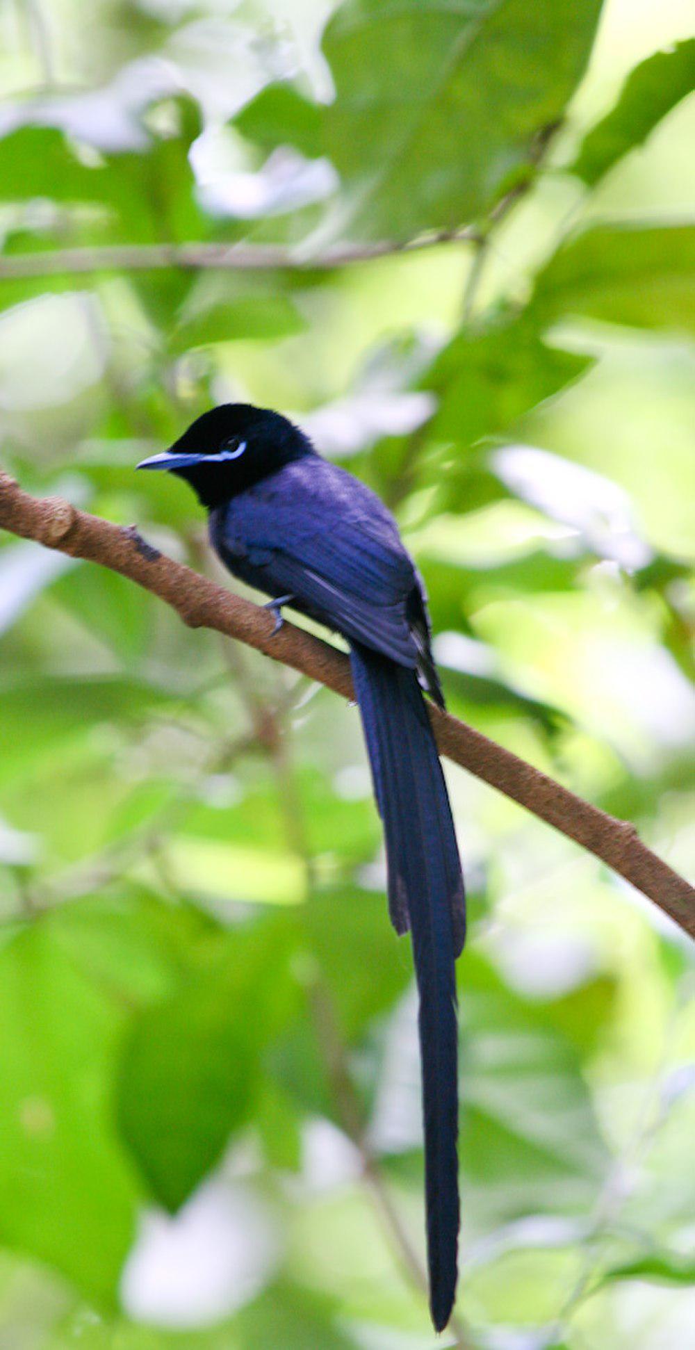 塞舌尔寿带 / Seychelles Paradise Flycatcher / Terpsiphone corvina