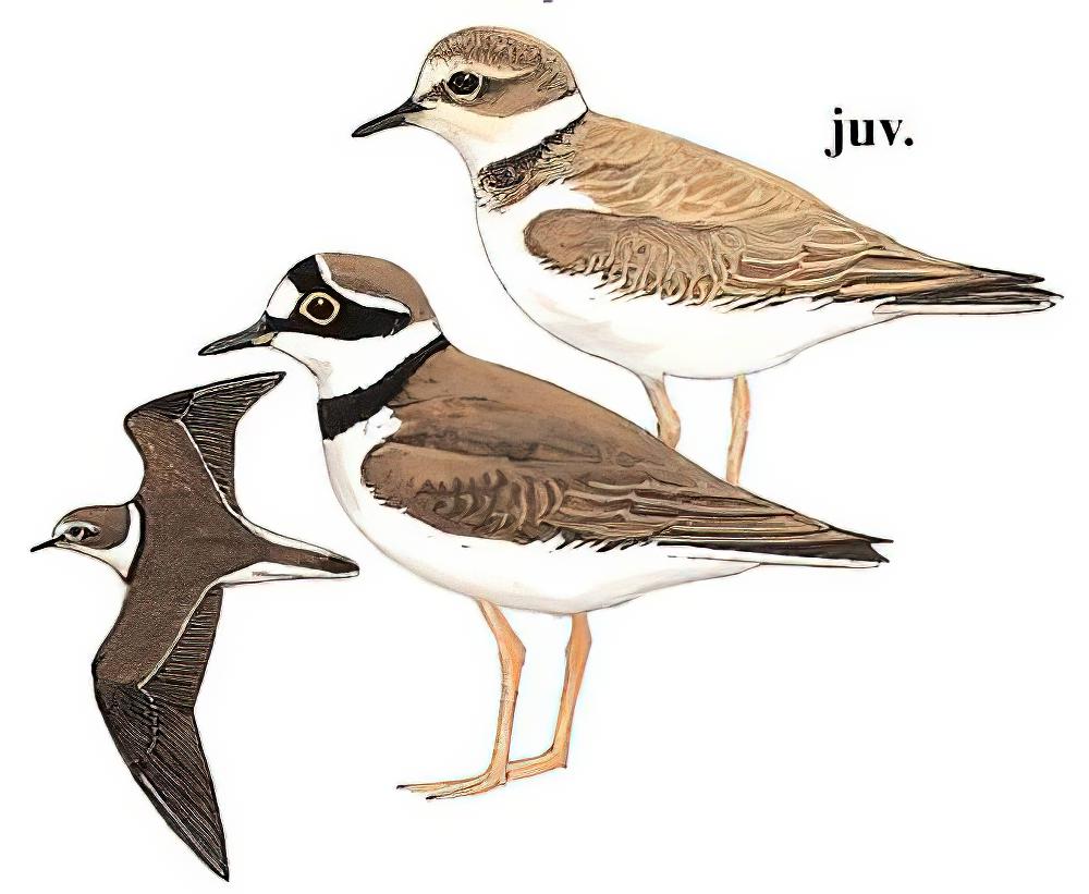 金眶鸻 / Little Ringed Plover / Charadrius dubius