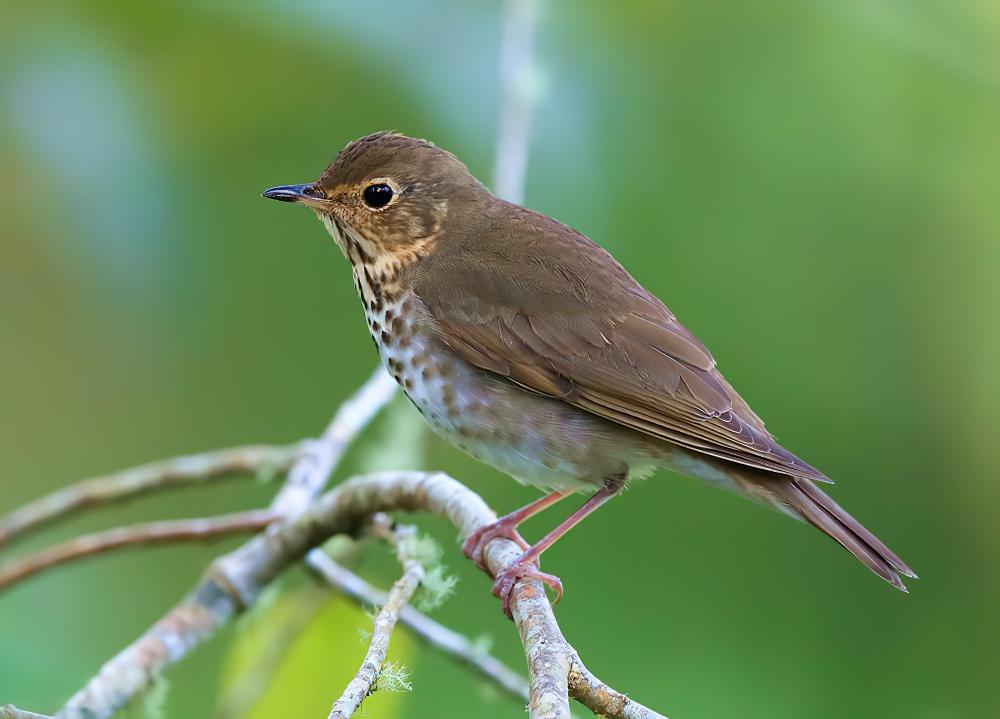 斯氏夜鸫 / Swainson\'s Thrush / Catharus ustulatus