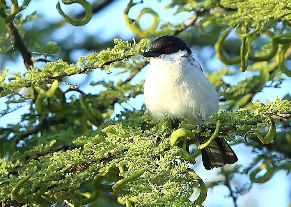 蓬背鵙 / Northern Puffback / Dryoscopus gambensis