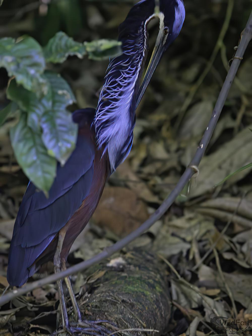 栗腹鹭 / Agami Heron / Agamia agami