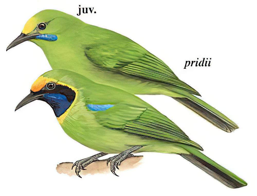 金额叶鹎 / Golden-fronted Leafbird / Chloropsis aurifrons