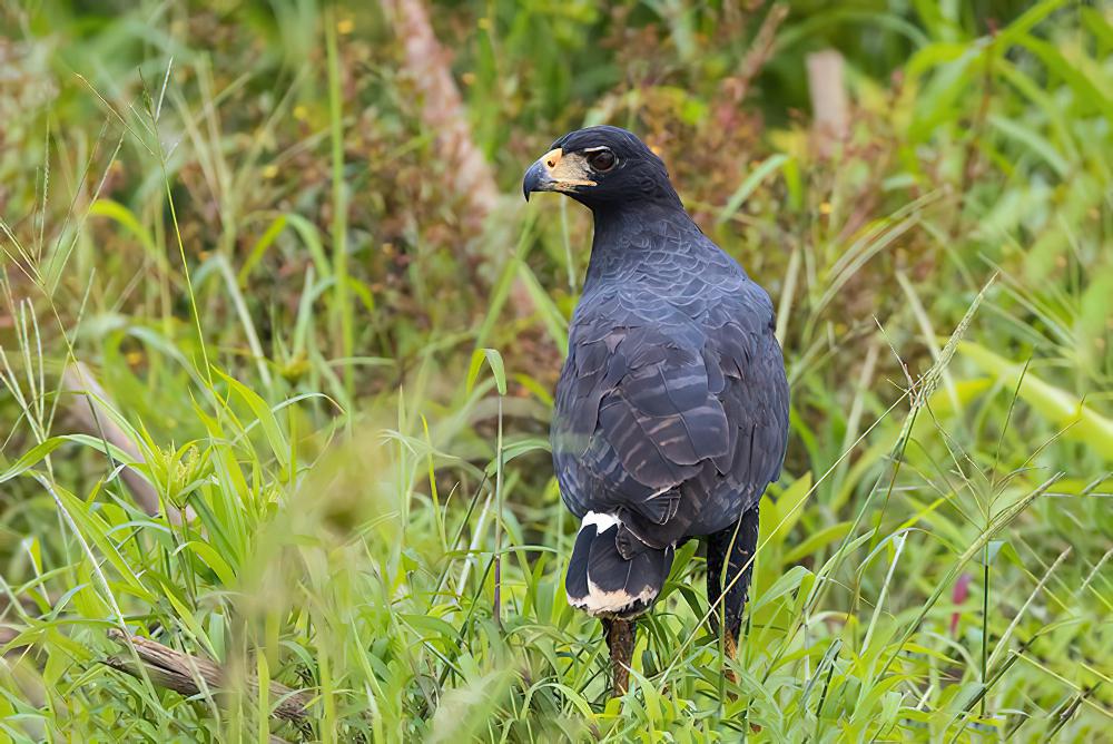 大黑鸡鵟 / Great Black Hawk / Buteogallus urubitinga