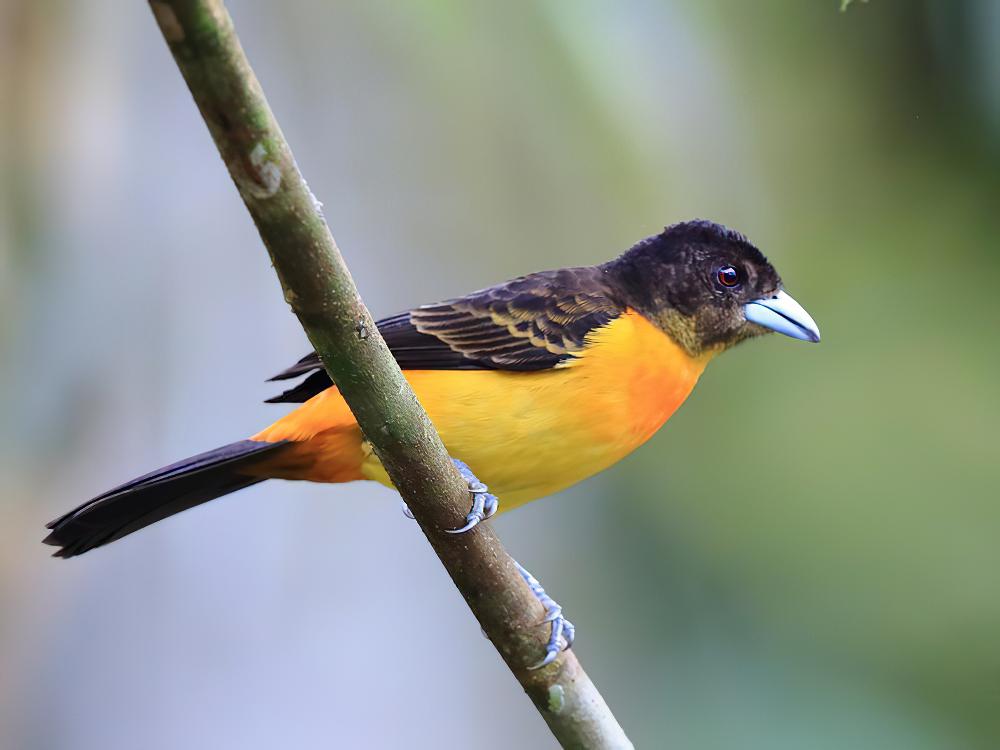 火腰厚嘴唐纳雀 / Flame-rumped Tanager / Ramphocelus flammigerus