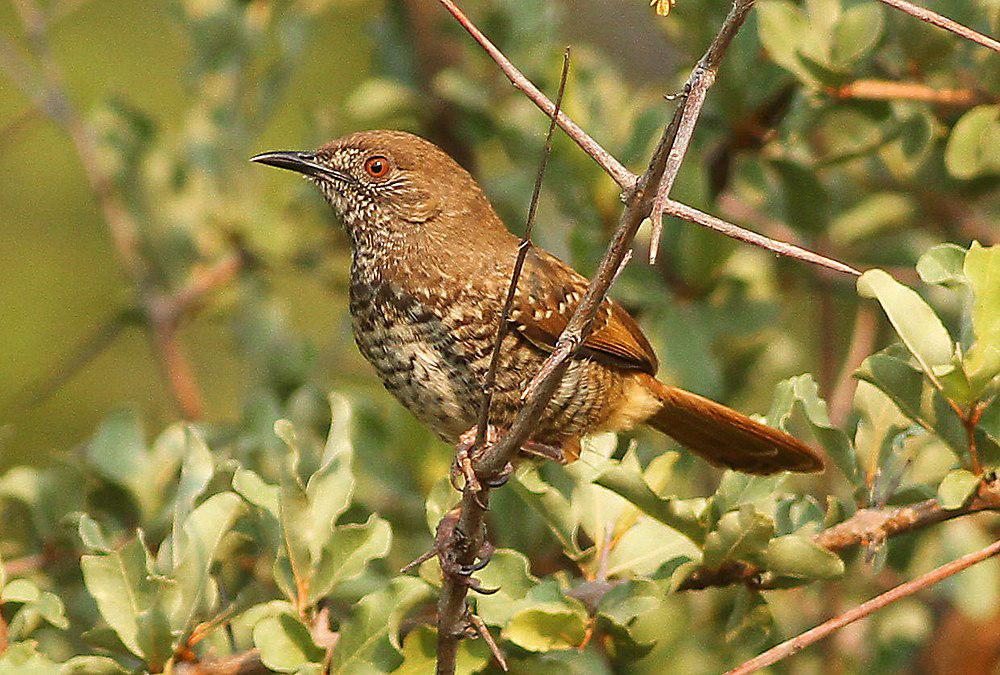 斑拱翅莺 / Barred Wren-Warbler / Calamonastes fasciolatus