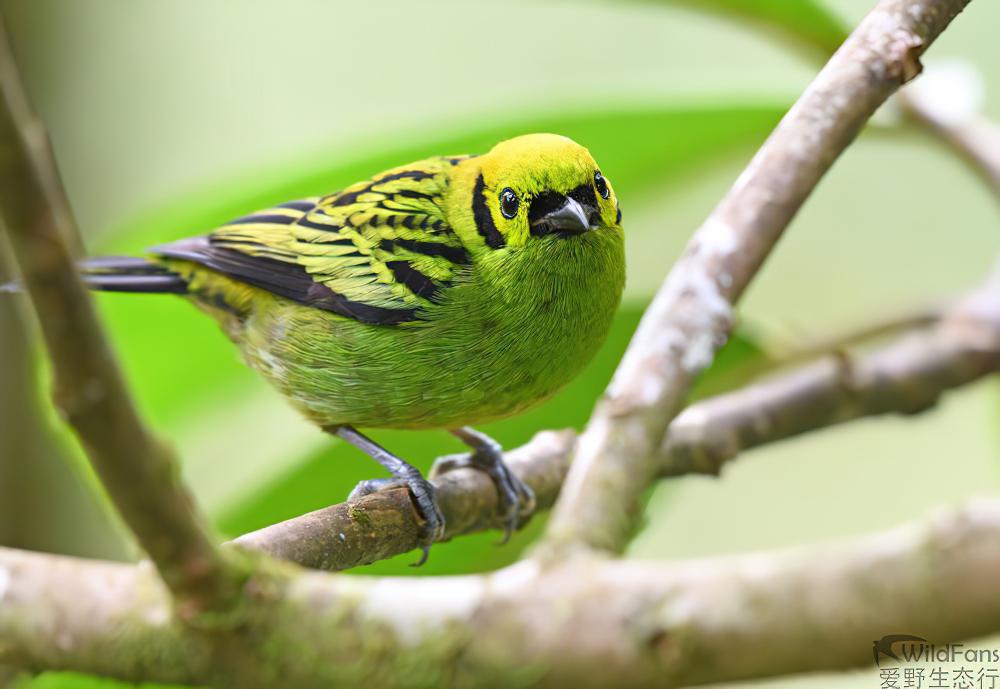 翠绿唐加拉雀 / Emerald Tanager / Tangara florida