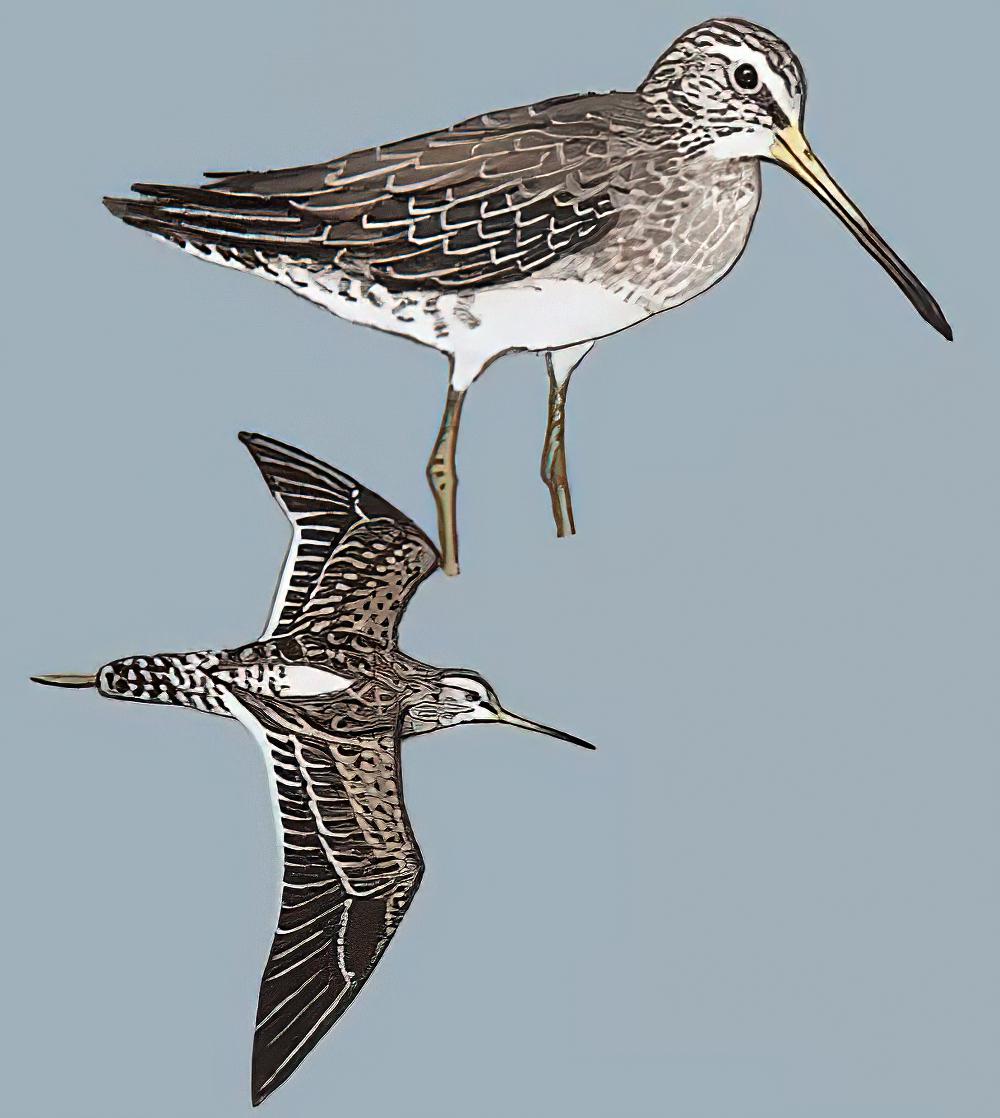 长嘴鹬 / Long-billed Dowitcher / Limnodromus scolopaceus