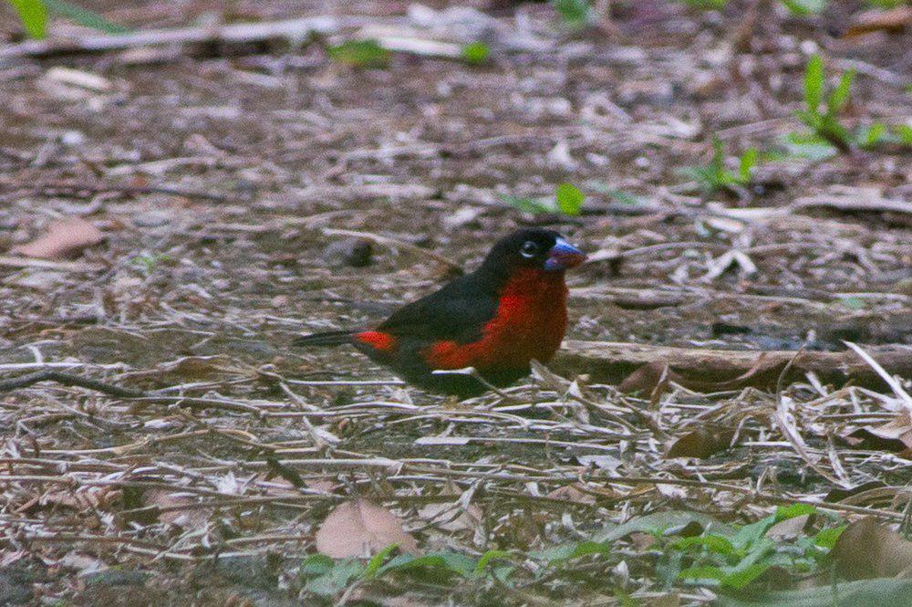 红胸蓝嘴雀 / Western Bluebill / Spermophaga haematina