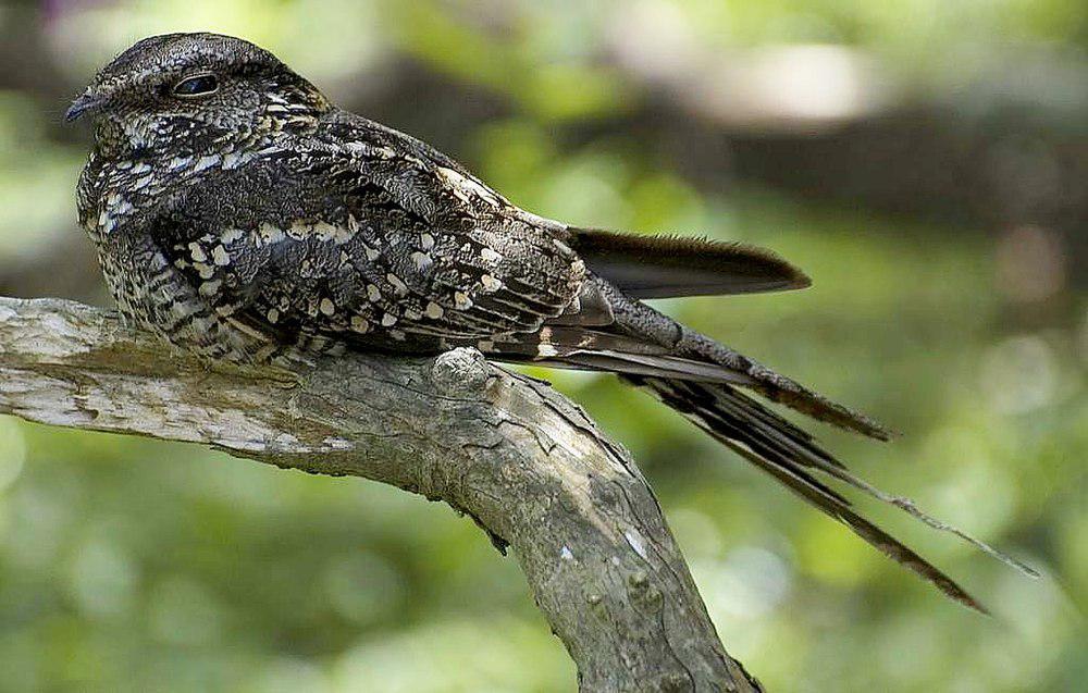 剪尾夜鹰 / Scissor-tailed Nightjar / Hydropsalis torquata