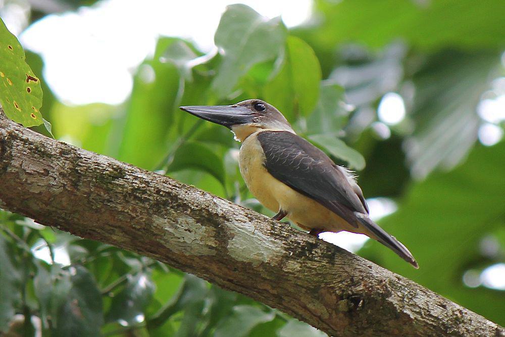 大嘴翡翠 / Great-billed Kingfisher / Pelargopsis melanorhyncha