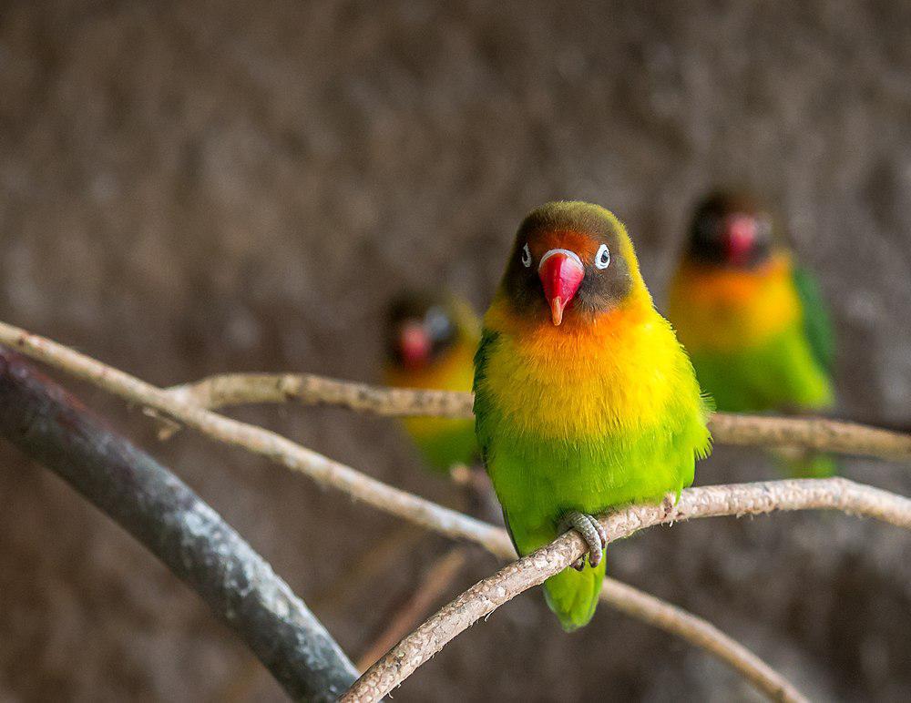 黑脸牡丹鹦鹉 / Black-cheeked Lovebird / Agapornis nigrigenis