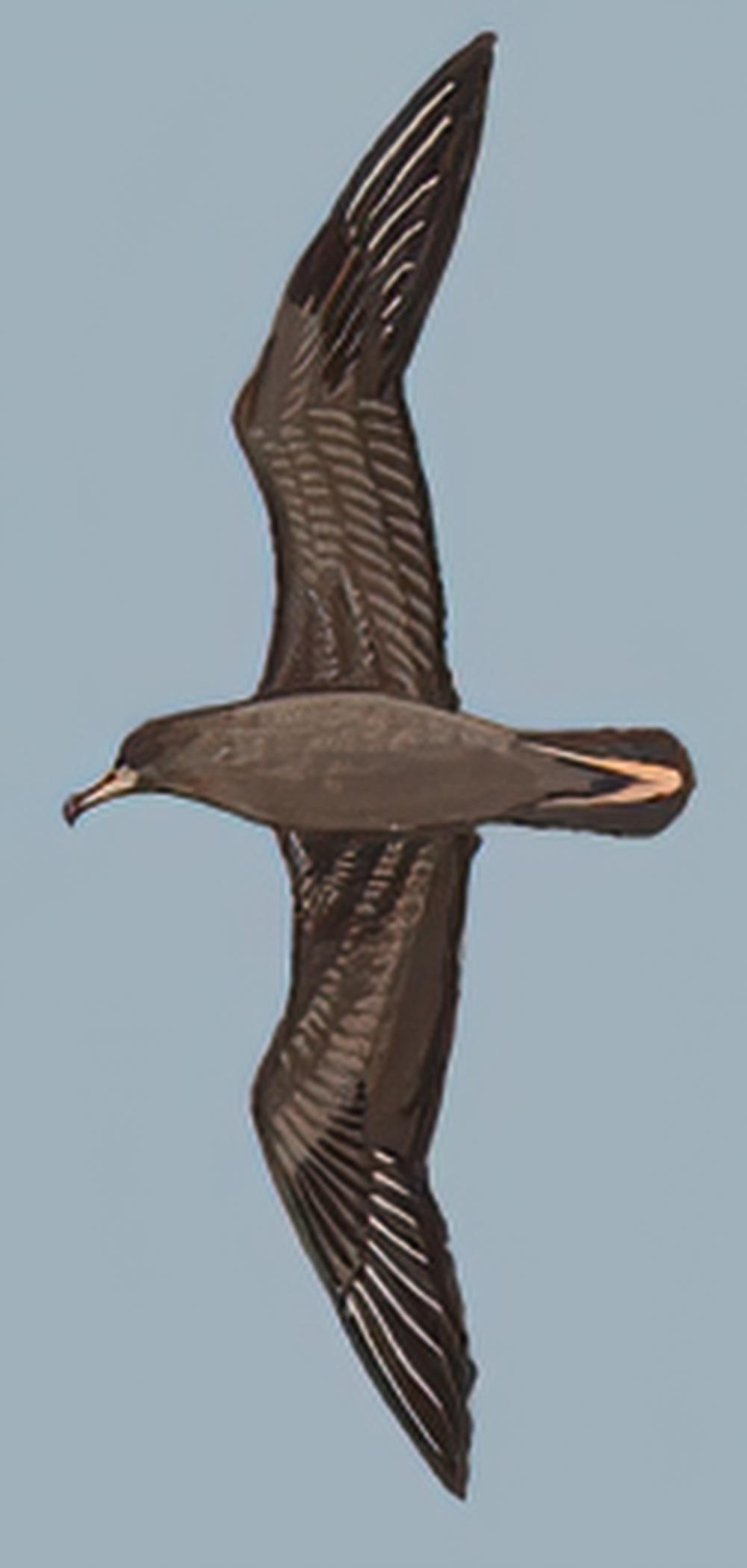 淡足鹱 / Flesh-footed Shearwater / Ardenna carneipes