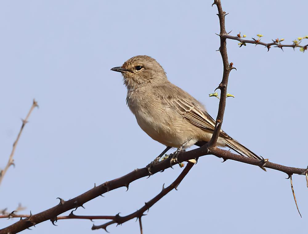 非洲灰鹟 / African Grey Flycatcher / Melaenornis microrhynchus