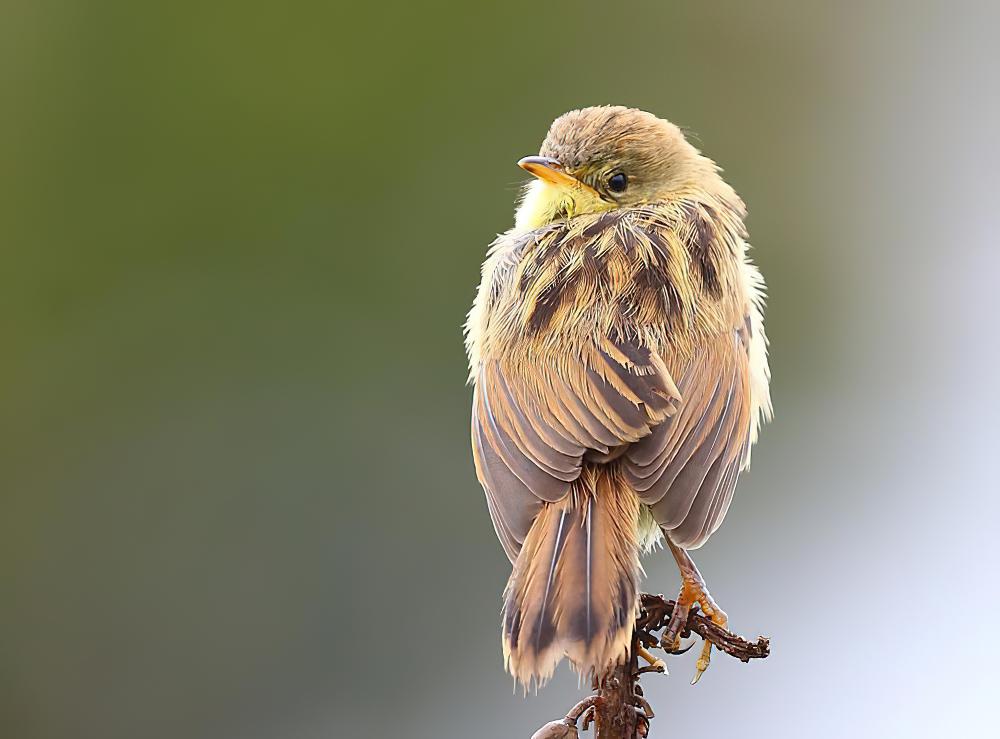 号声扇尾莺 / Winding Cisticola / Cisticola marginatus