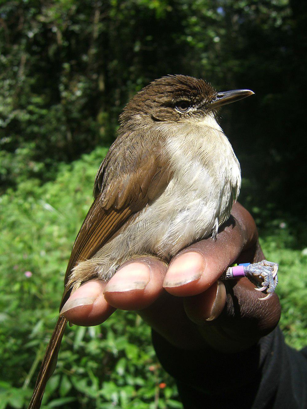 卡氏旋木鹎 / Cabanis\'s Greenbul / Phyllastrephus cabanisi