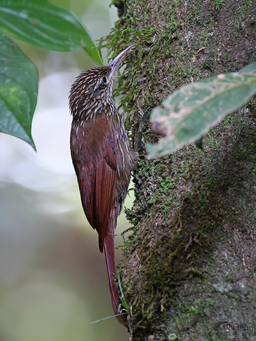 纹头䴕雀 / Streak-headed Woodcreeper / Lepidocolaptes souleyetii