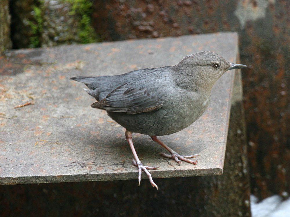 美洲河乌 / American Dipper / Cinclus mexicanus