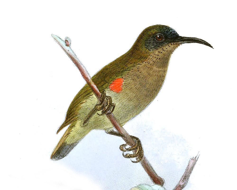 乌氏花蜜鸟 / Ursula\'s Sunbird / Cinnyris ursulae