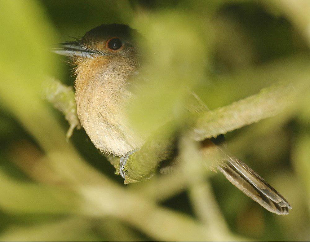 褐小蓬头䴕 / Brown Nunlet / Nonnula brunnea