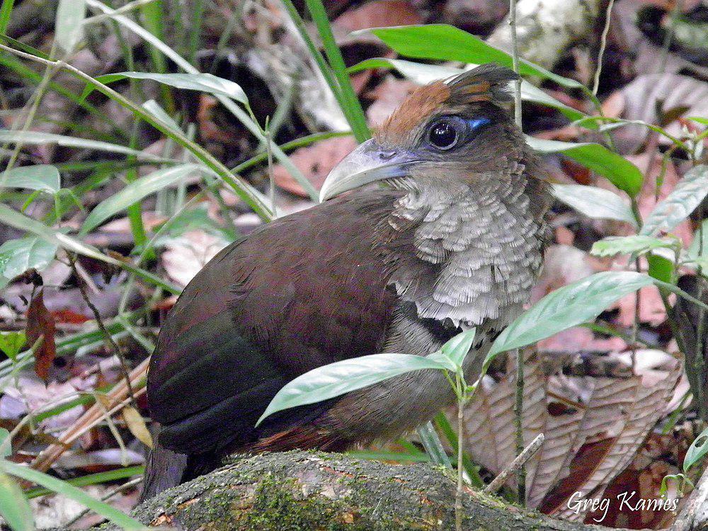 棕腹鸡鹃 / Rufous-vented Ground Cuckoo / Neomorphus geoffroyi