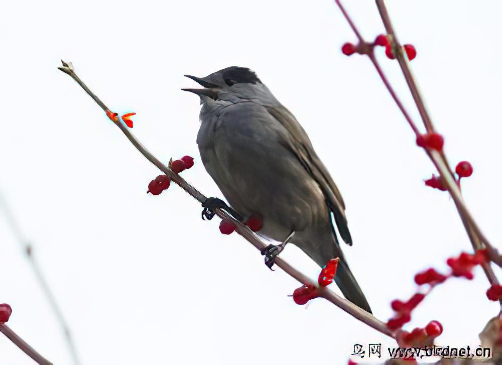 黑顶林莺 / Eurasian Blackcap / Sylvia atricapilla