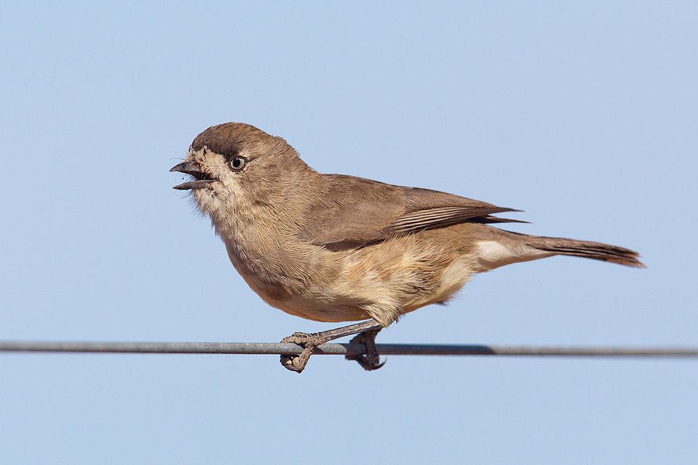 白脸刺莺 / Southern Whiteface / Aphelocephala leucopsis