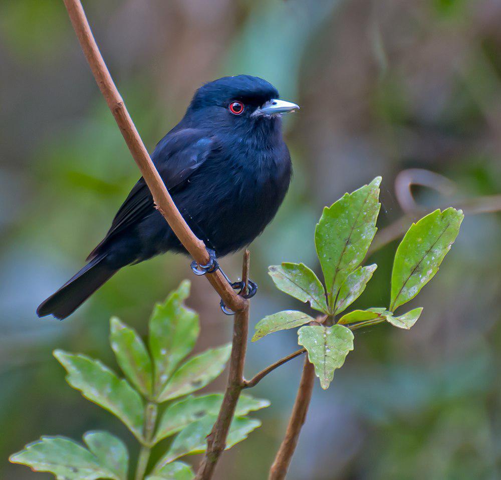 蓝嘴黑霸鹟 / Blue-billed Black Tyrant / Knipolegus cyanirostris