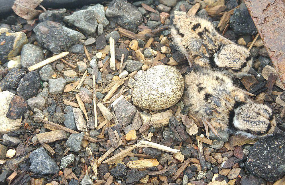 黑额鸻 / Black-fronted Dotterel / Elseyornis melanops