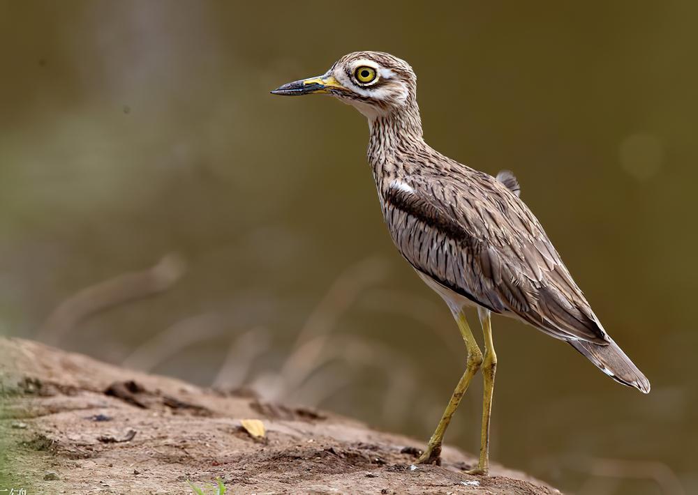 小石鸻 / Senegal Thick-knee / Burhinus senegalensis