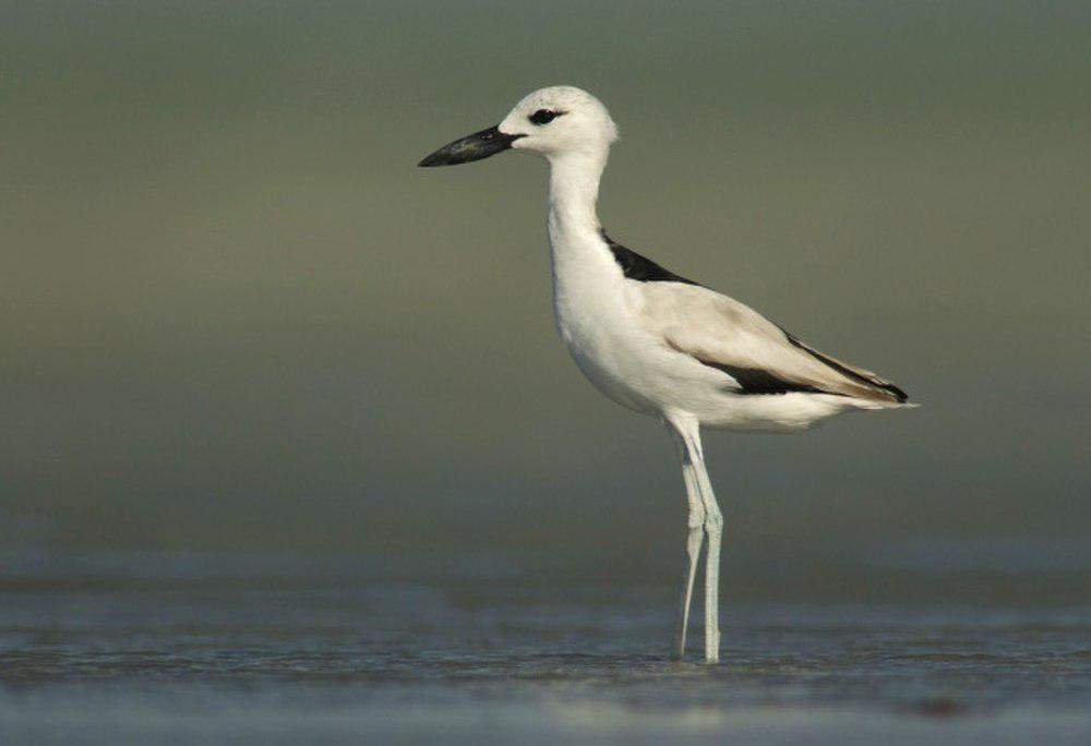 蟹鸻 / Crab-plover / Dromas ardeola