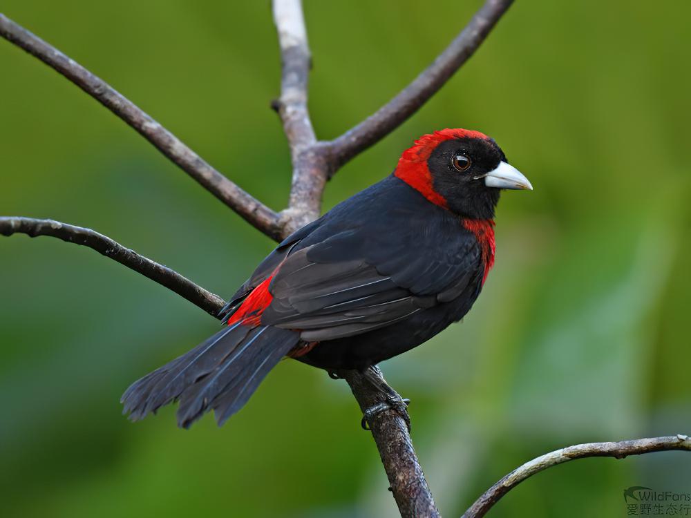 绯领厚嘴唐纳雀 / Crimson-collared Tanager / Ramphocelus sanguinolentus