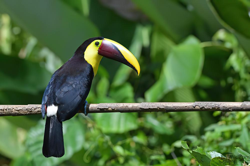 黑嘴巨嘴鸟 / Yellow-throated Toucan / Ramphastos ambiguus