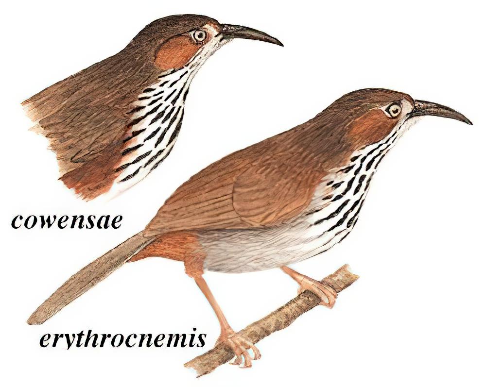 斑胸钩嘴鹛 / Black-streaked Scimitar Babbler / Erythrogenys gravivox