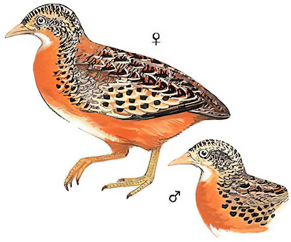 黄脚三趾鹑 / Yellow-legged Buttonquail / Turnix tanki