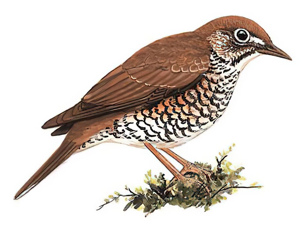 喜山光背地鸫 / Himalayan Thrush / Zoothera salimalii