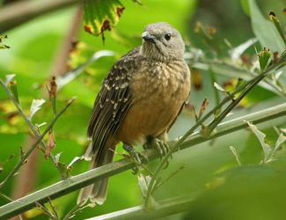 浅黄胸大亭鸟 / Fawn-breasted Bowerbird / Chlamydera cerviniventris