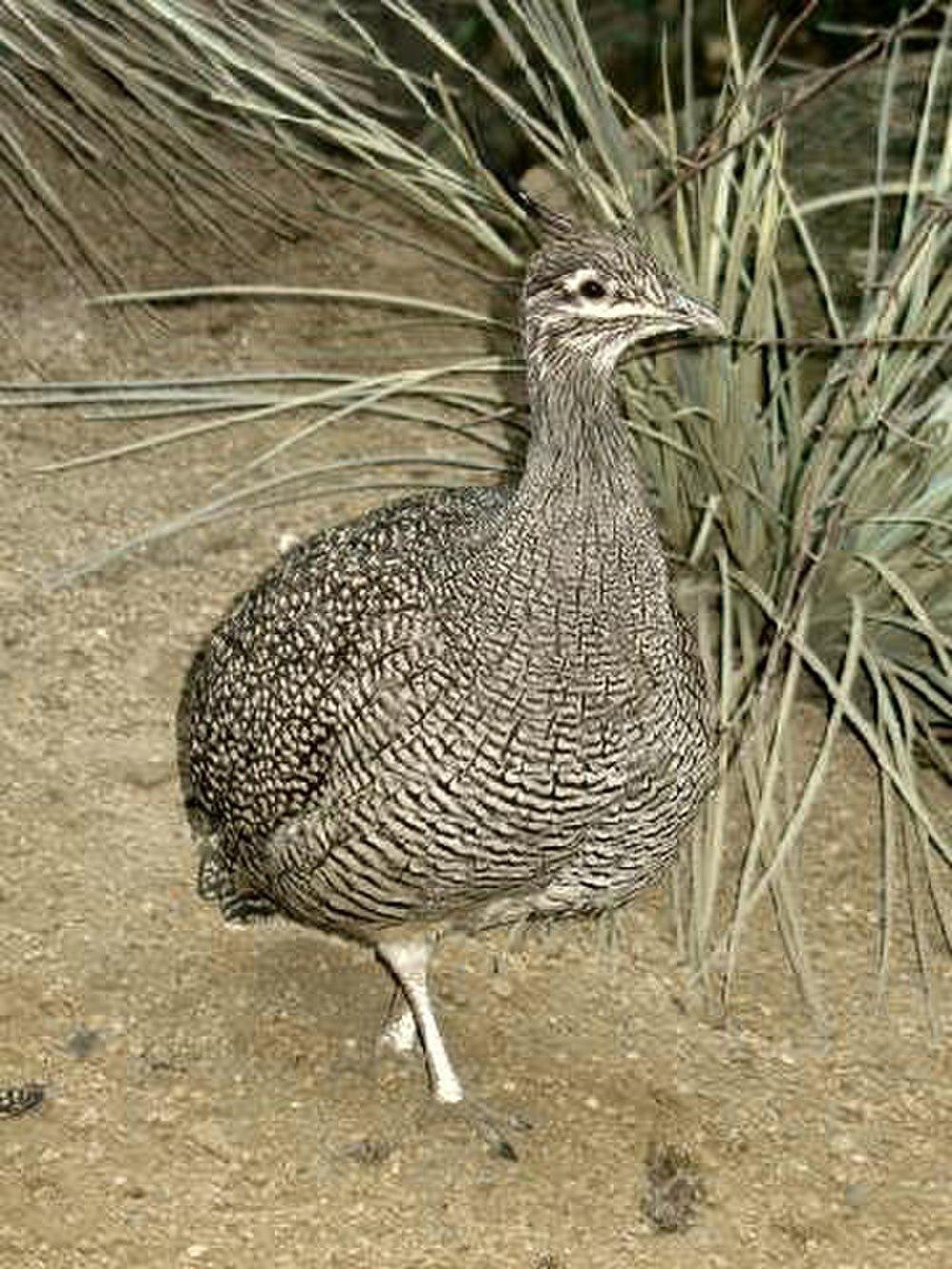 凤头䳍 / Elegant Crested Tinamou / Eudromia elegans