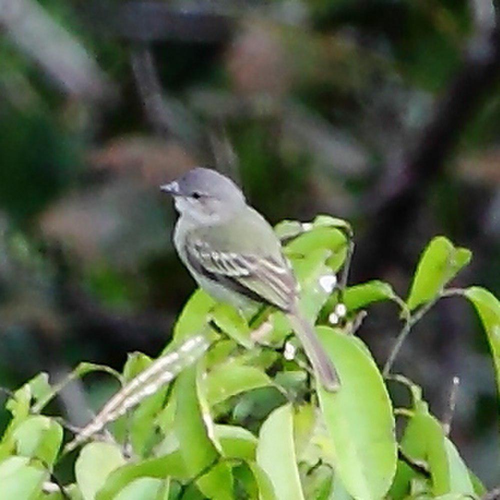 圭亚那小霸鹟 / Guianan Tyrannulet / Zimmerius acer