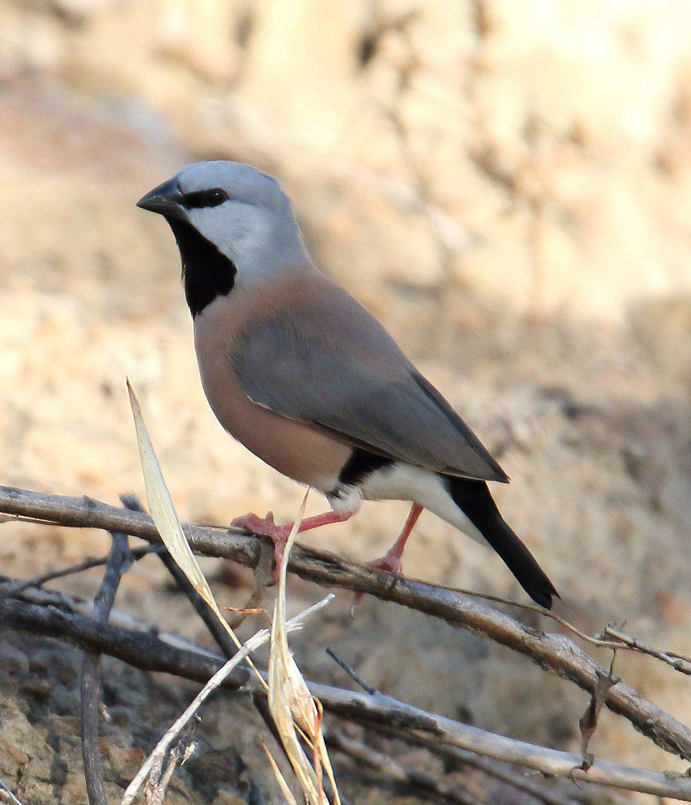 黑喉草雀 / Black-throated Finch / Poephila cincta