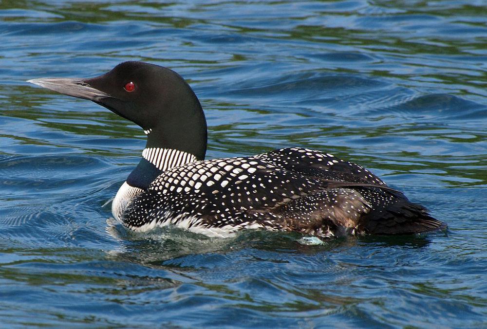 普通潜鸟 / Common Loon / Gavia immer