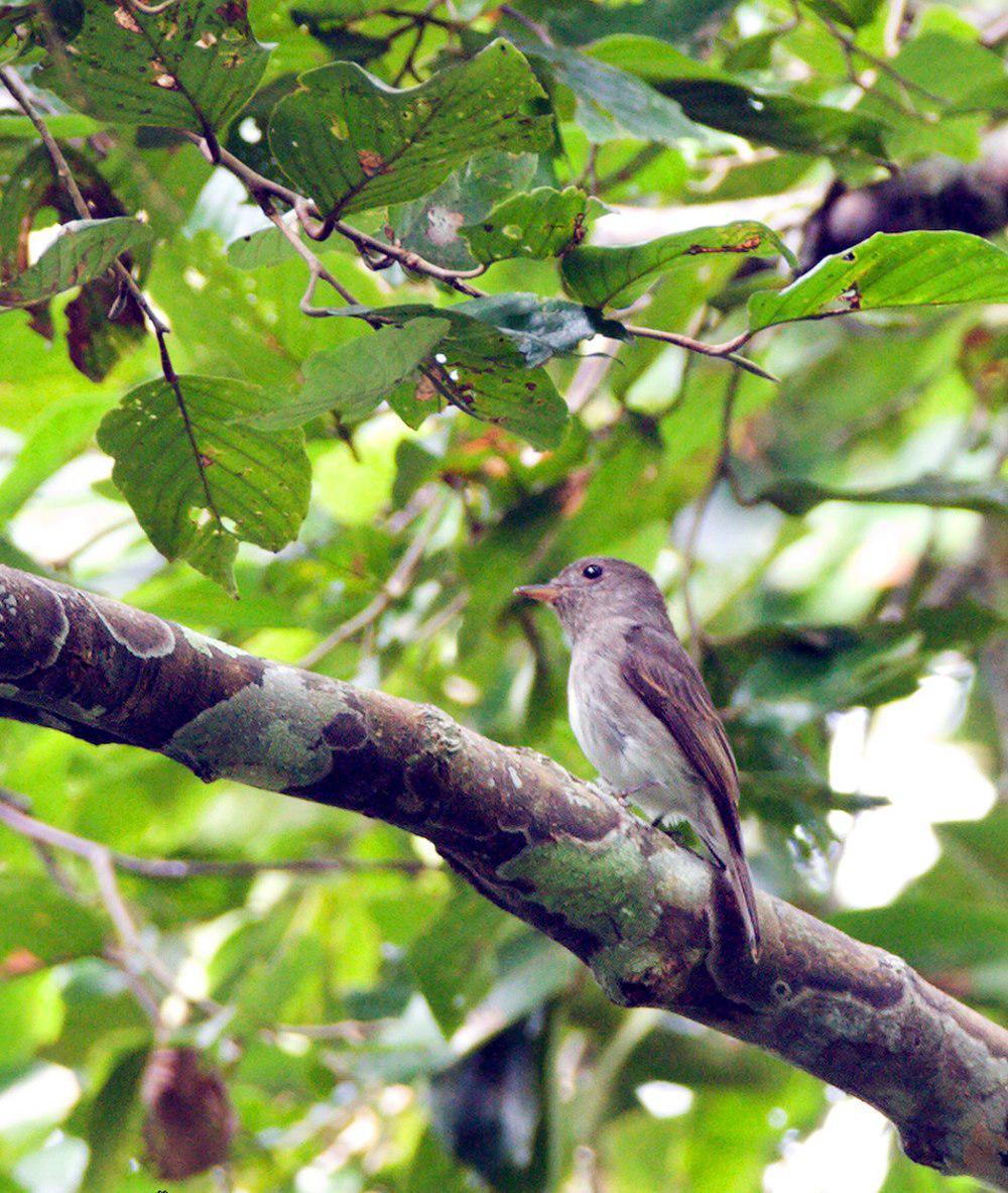 灰胸鹟 / Ashy-breasted Flycatcher / Muscicapa randi