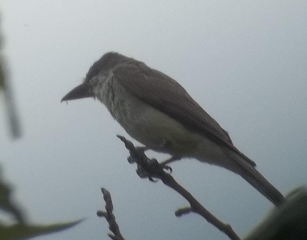 厚嘴王霸鹟 / Thick-billed Kingbird / Tyrannus crassirostris