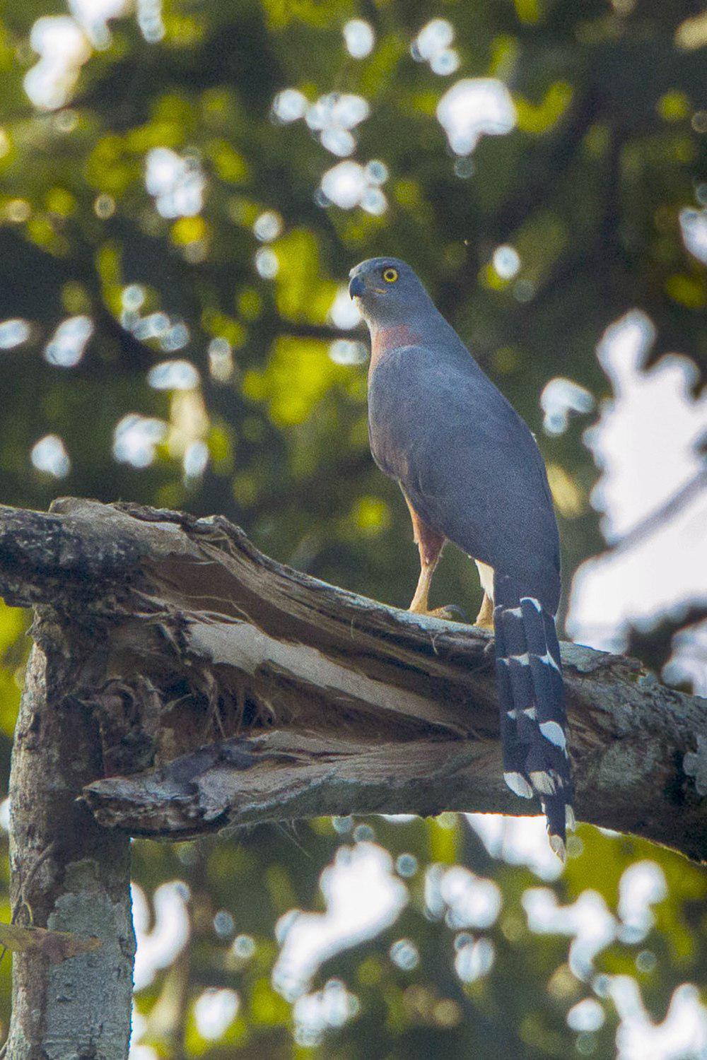 非洲长尾鹰 / Long-tailed Hawk / Urotriorchis macrourus